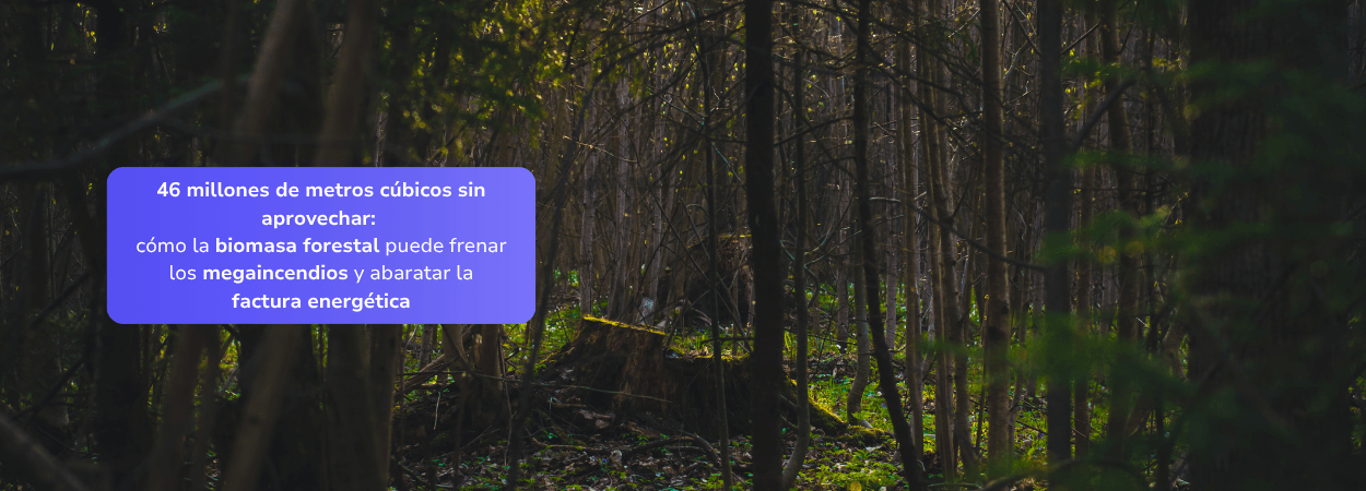 46 millones de metros cúbicos sin aprovechar: cómo la biomasa forestal puede frenar los megaincendios y abaratar la factura energética
