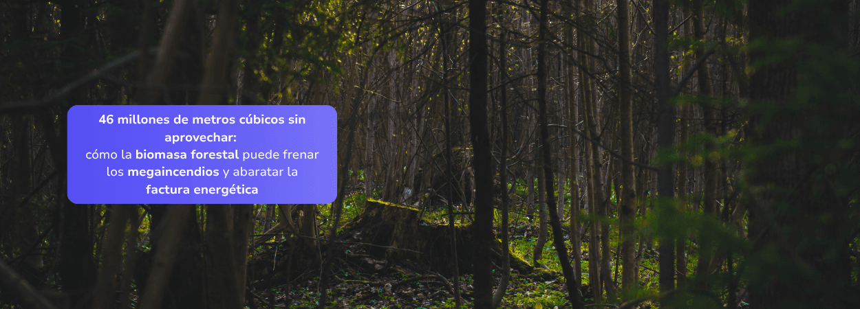 46 millones de metros cúbicos sin aprovechar: cómo la biomasa forestal puede frenar los megaincendios y abaratar la factura energética