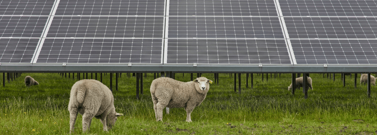 La agrivoltaica demuestra con 1.700 ovejas que renovables y ganadería pueden convivir